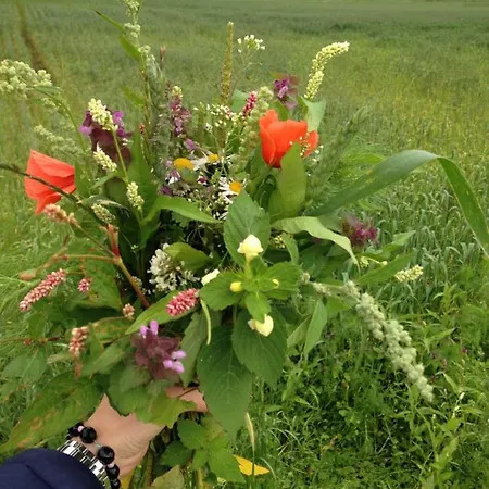 Bremsmaj Farm 3* Kværs